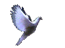 dove.gif - 38556 Bytes